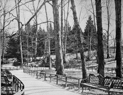 Large trees in Druid Hill Park in Baltimore in the state of Maryland