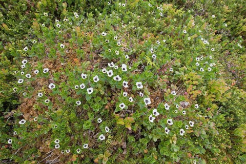Swedish dogwood