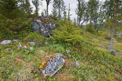 Swedish dogwood
