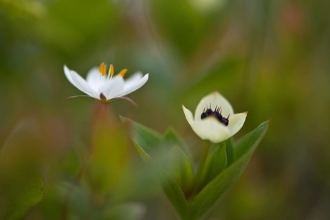 Swedish dogwood