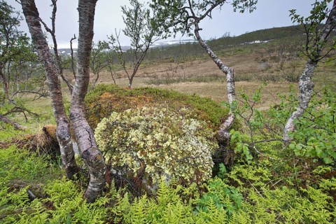 Birches