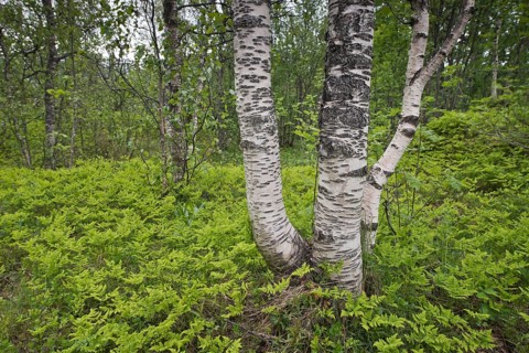 Birches