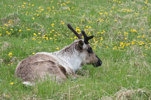 Reindeer