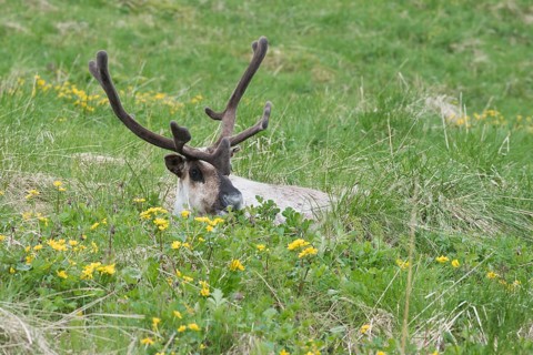 Reindeer