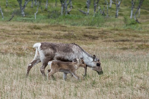 Reindeer