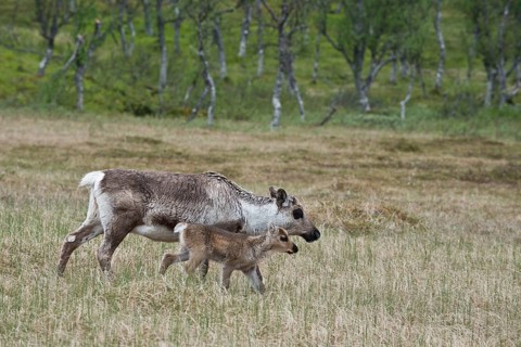 Reindeer