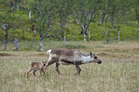 Reindeer