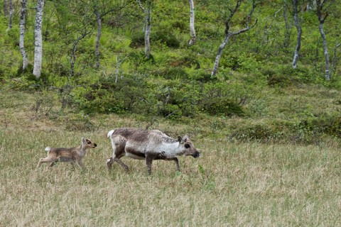 Reindeer
