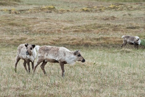 Reindeer