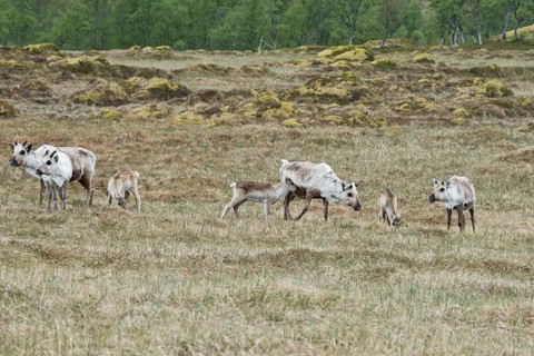 Reindeer