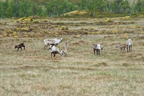 Reindeer