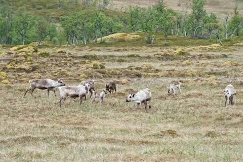 Reindeer