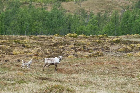 Reindeer