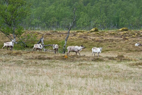 Reindeer