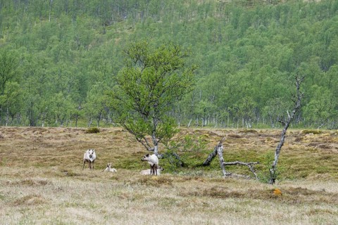 Reindeer