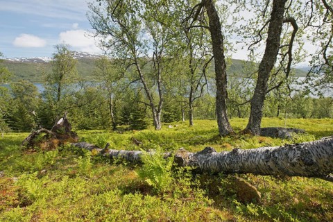 Birches