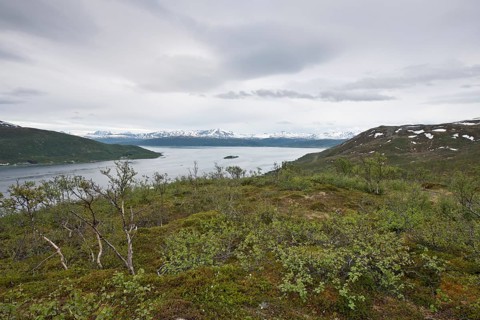 Fjell Landscape