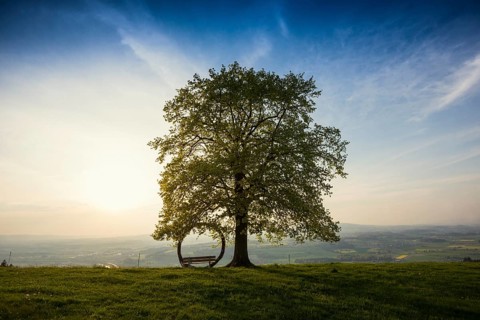 Old lime tree and circle of branches