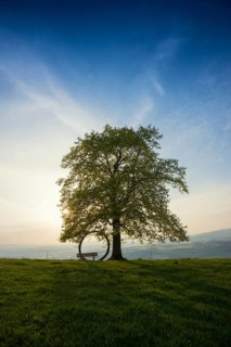 Old lime tree and circle of branches
