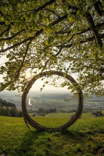 Old lime tree and circle of branches