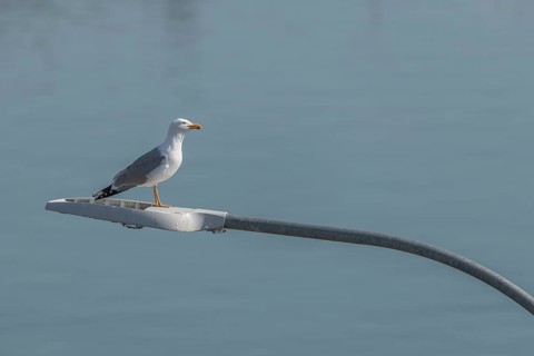 European Herring Gull