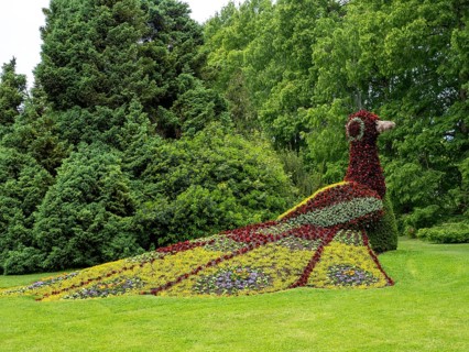 Flower sculpture peacock