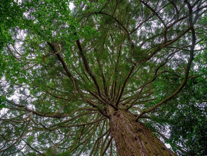 Sequoia
