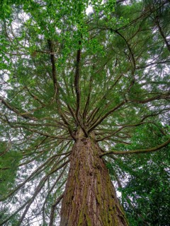 Sequoia