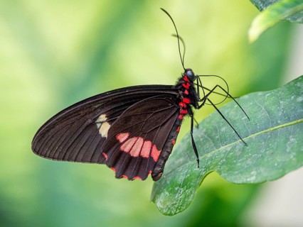 Spotted butterfly