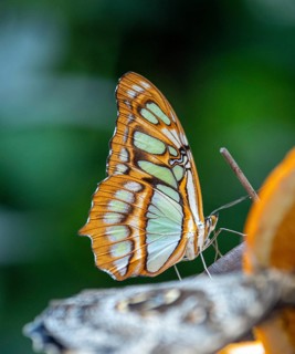 Spotted butterfly