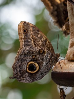 Eyed butterflies