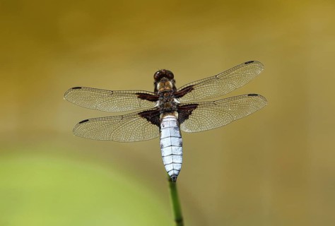 Flat-bellied damselfly