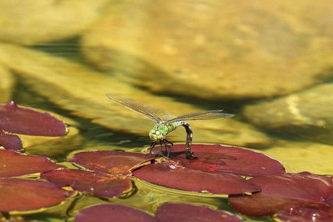 Large damselfly