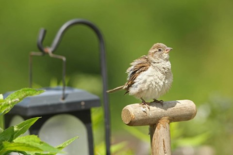 House sparrow