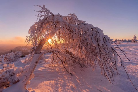 Hanging deciduous tree in winter