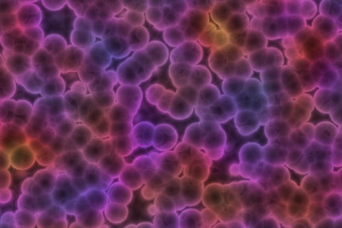 Shape of bacterial cell: cocci