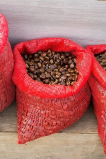 Raw fresh sweet chestnut for ready for sale