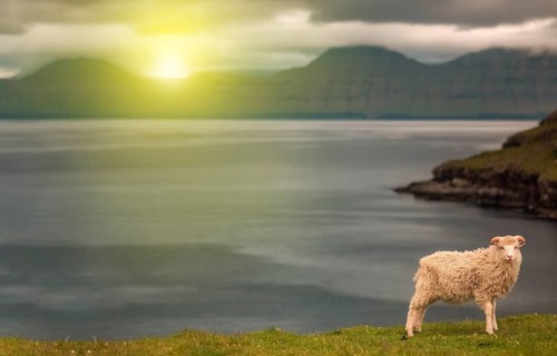 A sheep in the grass in the field