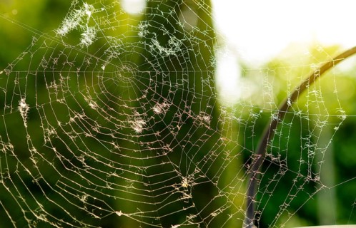 Close up of cobweb