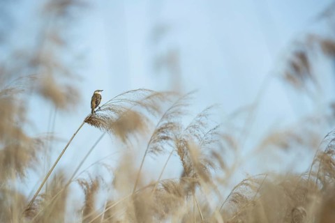 Sedge warbler
