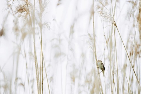 Sedge warbler
