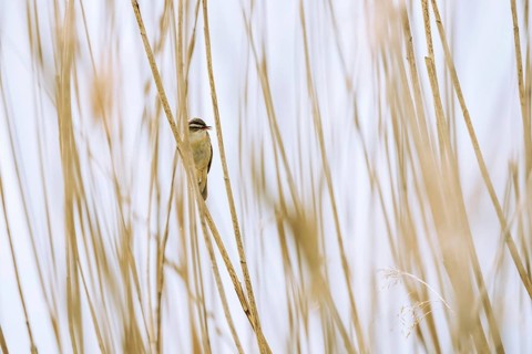 Sedge warbler