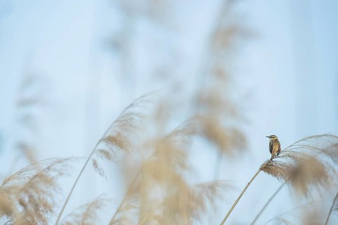 Sedge warbler