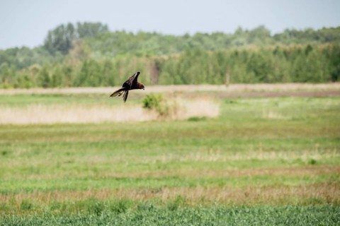 Western marsh harrier