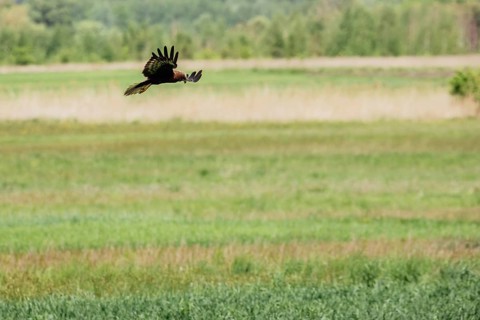 Western marsh harrier