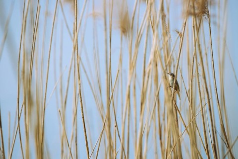 Sedge warbler