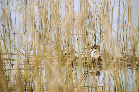 Great Crested Grebe