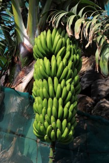 Green bananas