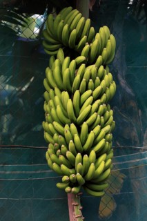 Green bananas