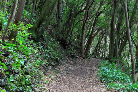 Hiking trail in the laurel forest of Los Tilos